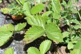 Fragaria viridis