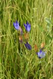 Gentiana olivieri