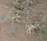 Astragalus teskhemicus. Плодоносящее растение. Тува, Эрзинский р-н, окр. оз. Торе-Холь. 07.07.2010.