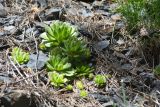 род Sempervivum