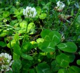 Trifolium repens