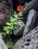 Rhodiola integrifolia. Плодоносящее растение. Курильские о-ва, о-в Итуруп, окр. мыса Одесский, каменистый пляж. 21.08.2023.
