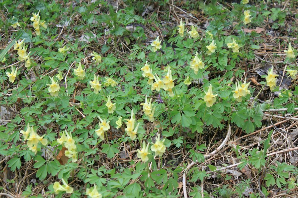 Изображение особи Corydalis bracteata.