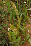 Rumex aeroplaniformis