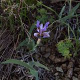 Iris glaucescens