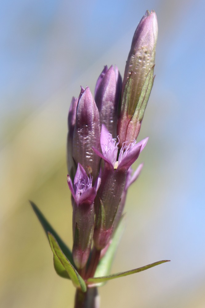 Изображение особи Gentianella amarella.