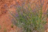 Anchusa azurea