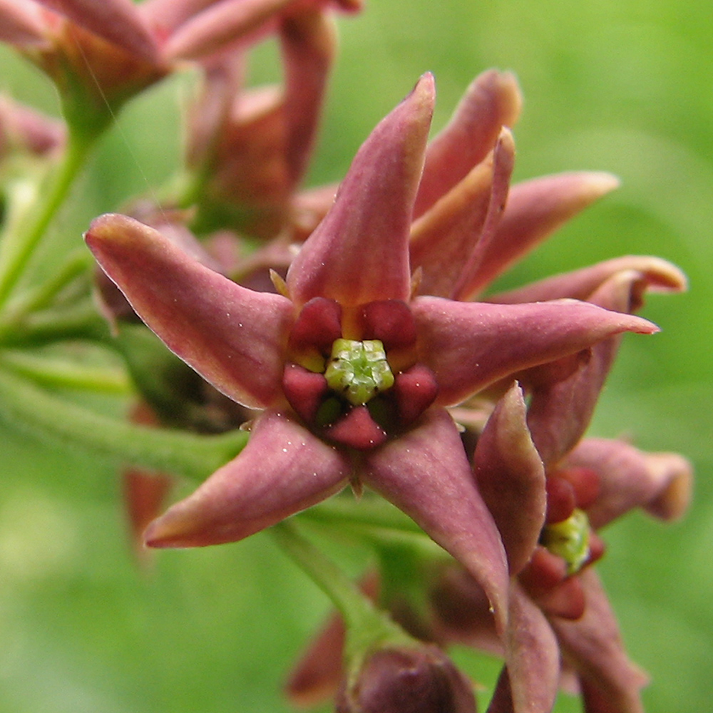 Изображение особи Vincetoxicum rossicum.