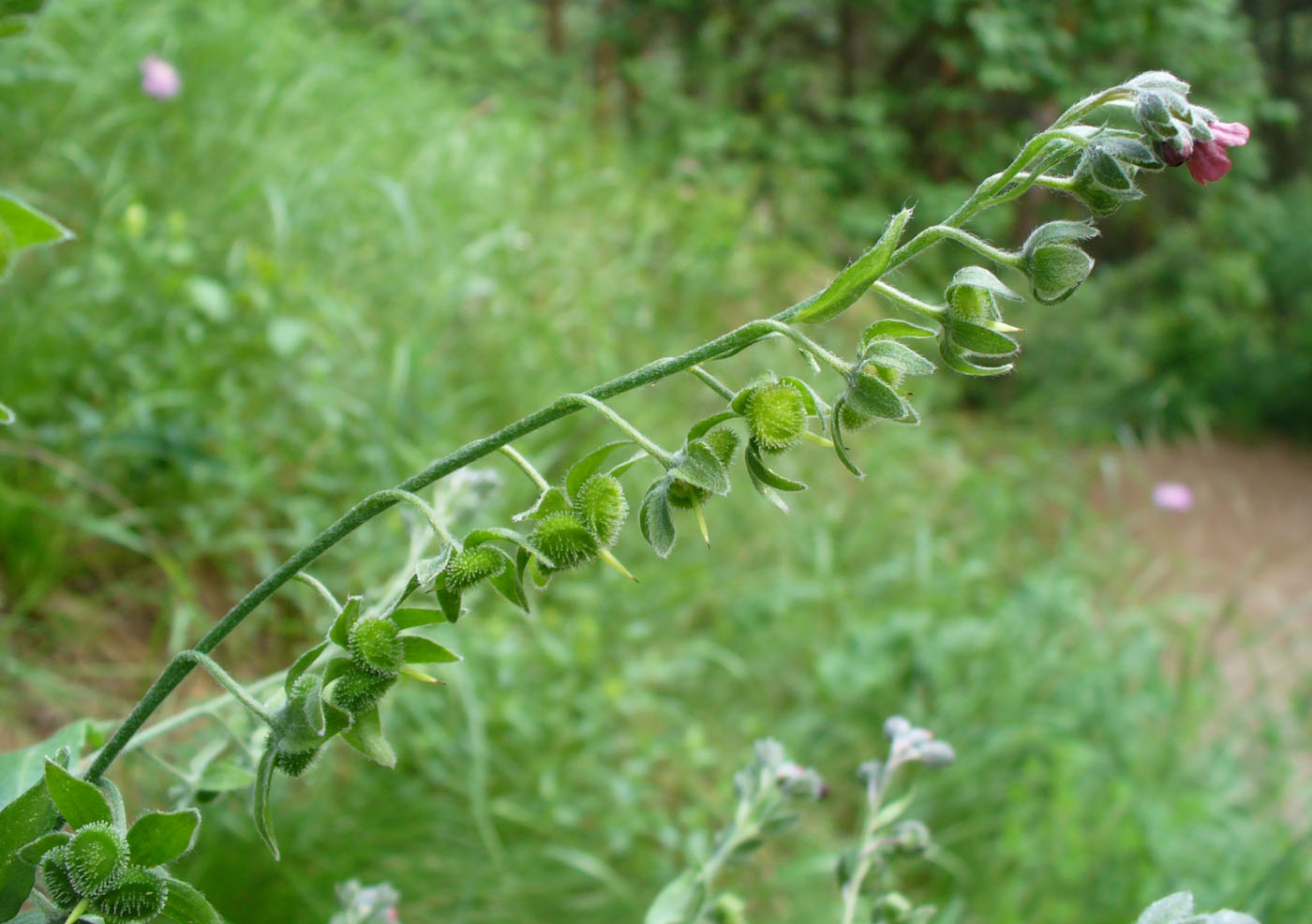 Изображение особи Cynoglossum officinale.