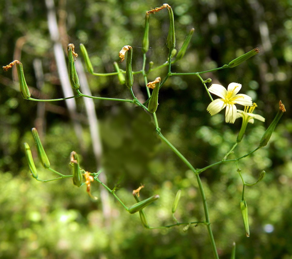 Изображение особи Mycelis muralis.