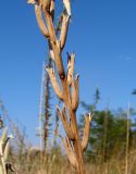 Oenothera depressa