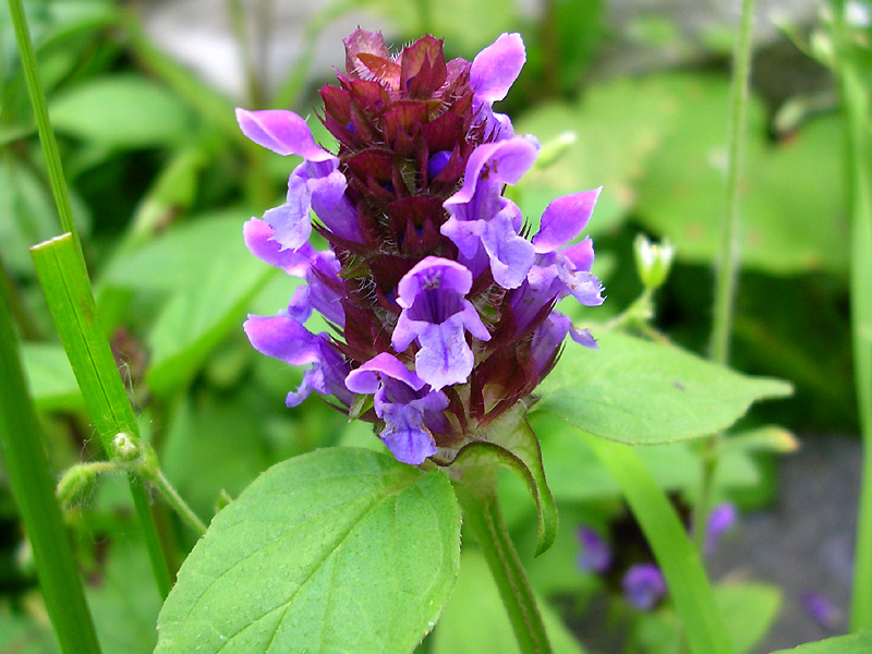 Изображение особи Prunella vulgaris.