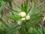 Anemonastrum crinitum. Верхушка расцветающего растения. Иркутская обл., окр. г. Усть-Кут, южный склон, сосновый лес. 30.05.2007.