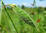 Lathyrus hirsutus