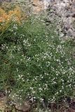 Acanthophyllum gypsophiloides