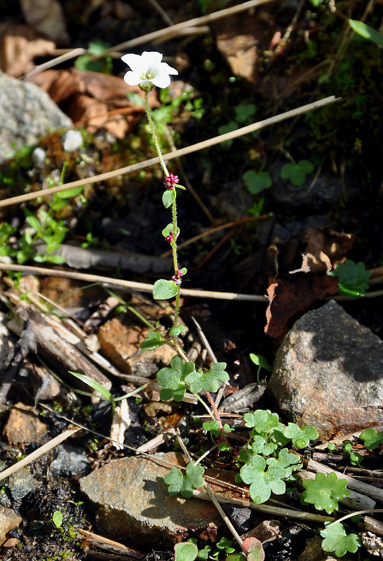 Изображение особи Saxifraga cernua.