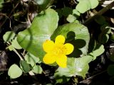 Caltha palustris