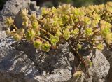 род Sedum. Часть вегетирующего растения. Италия, Саленто, г. Отранто; в озеленении, на камнях дорожного ограждения. 09.06.2014.