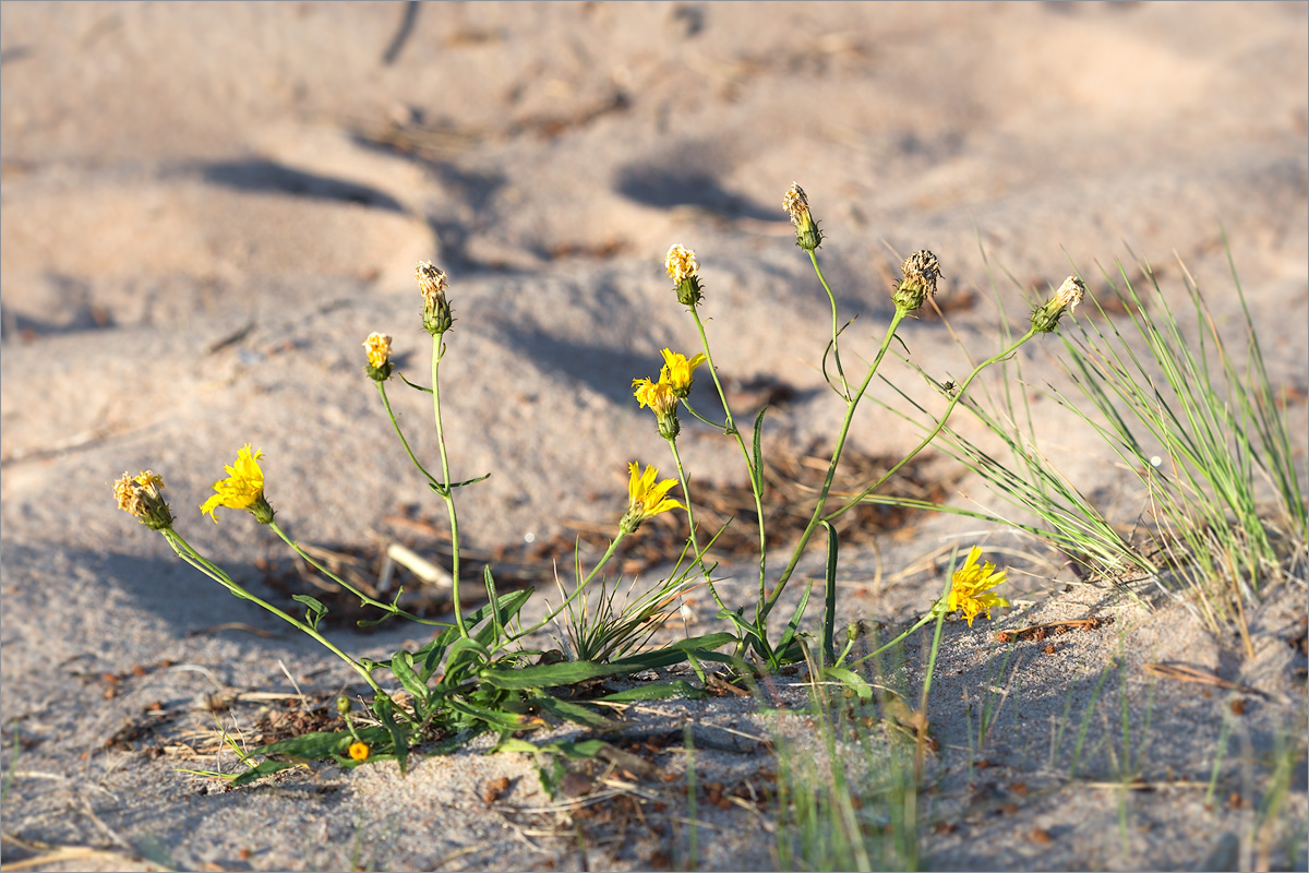 Изображение особи Hieracium umbellatum var. dunale.