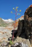 Saxifraga cartilaginea. Цветущее растение на камне. Кабардино-Балкария, Эльбрусский р-н, долина р. Ирик, ок. 2700 м н.у.м. 14.07.2016.