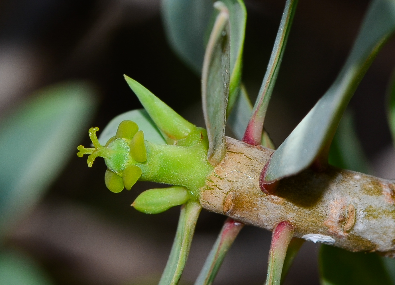 Изображение особи Euphorbia balsamifera.