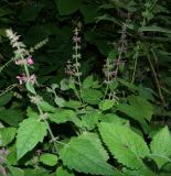 Stachys sylvatica