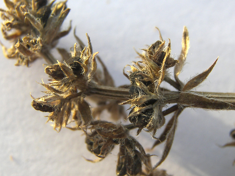 Изображение особи Asperula molluginoides.