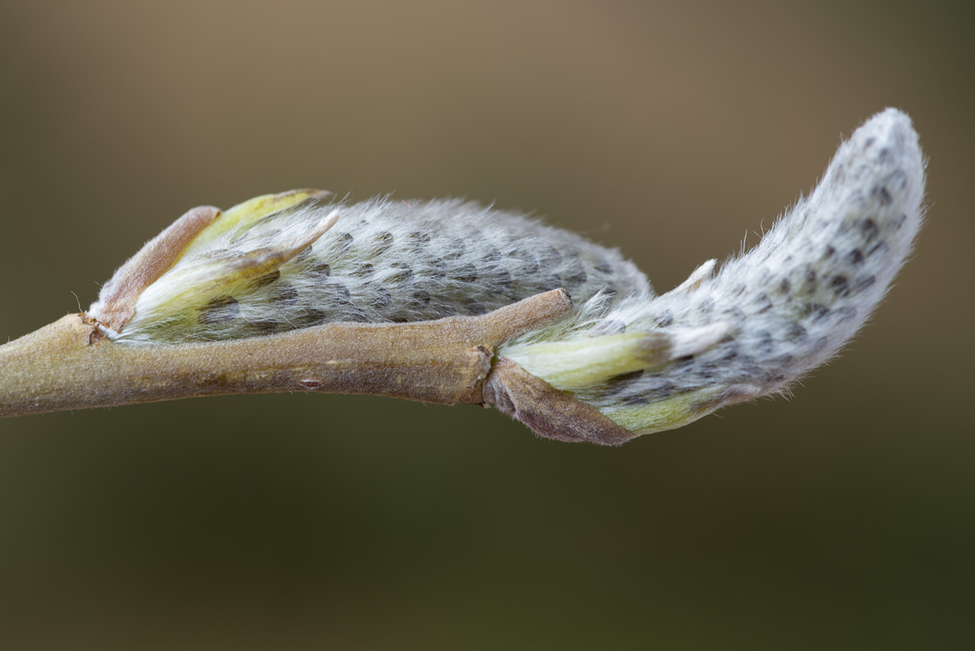 Image of Salix viminalis specimen.