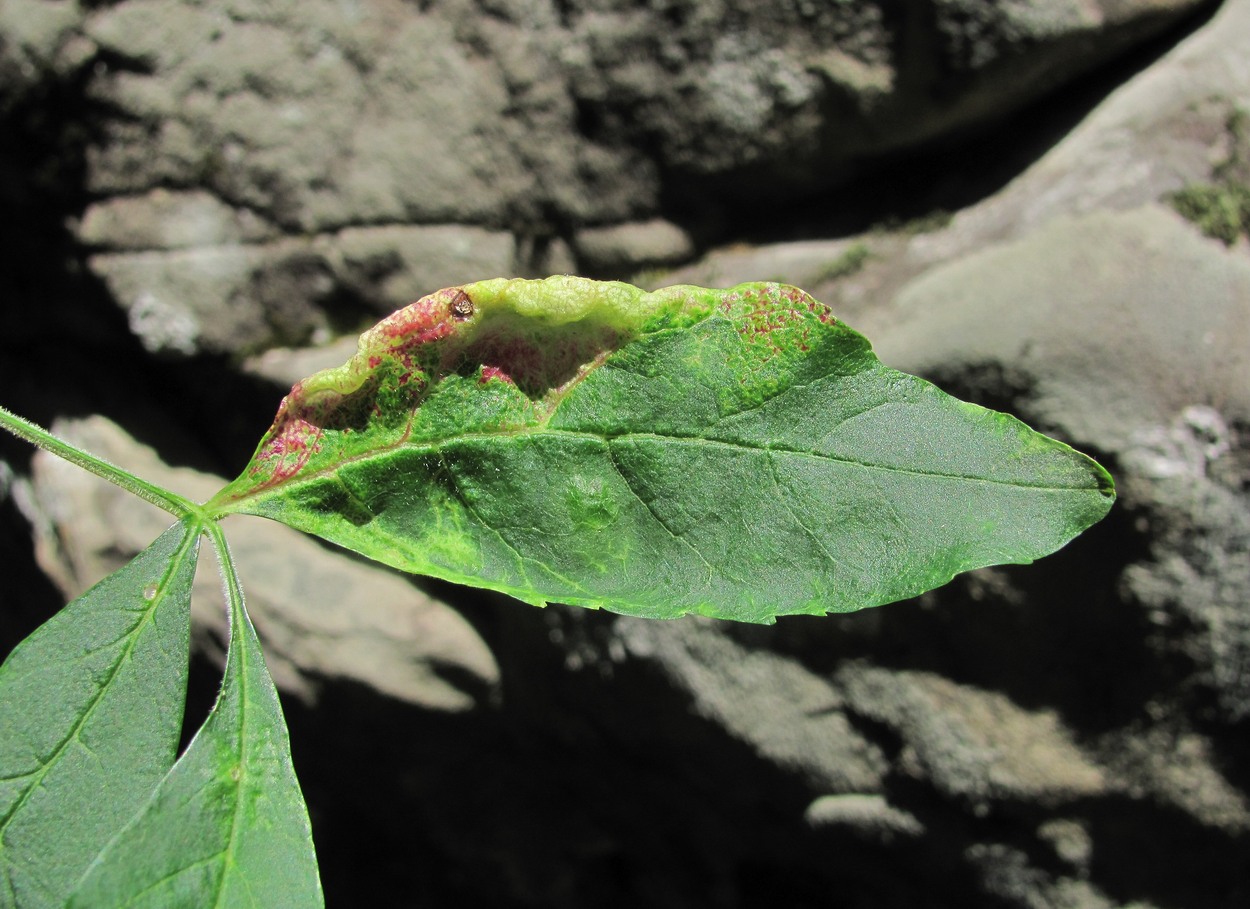 Изображение особи Fraxinus excelsior.