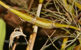 Dendrobium crumenatum