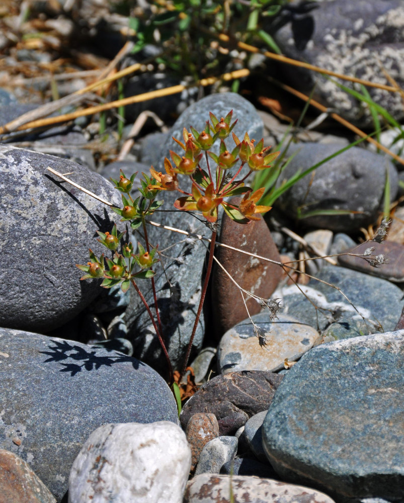 Image of Androsace maxima specimen.