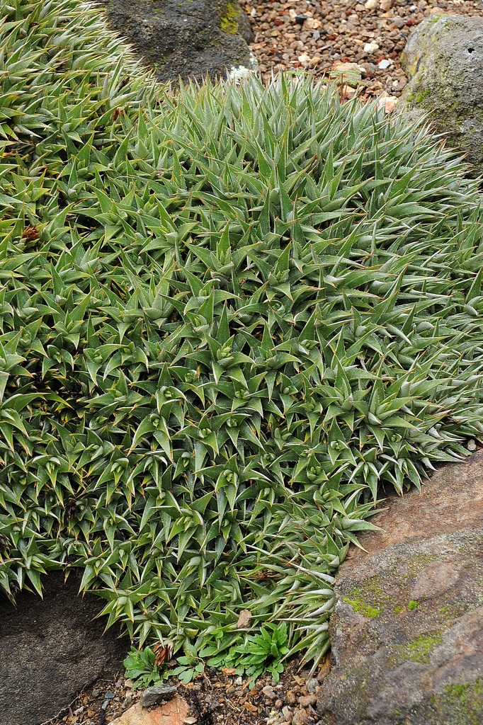 Изображение особи Deuterocohnia brevifolia.