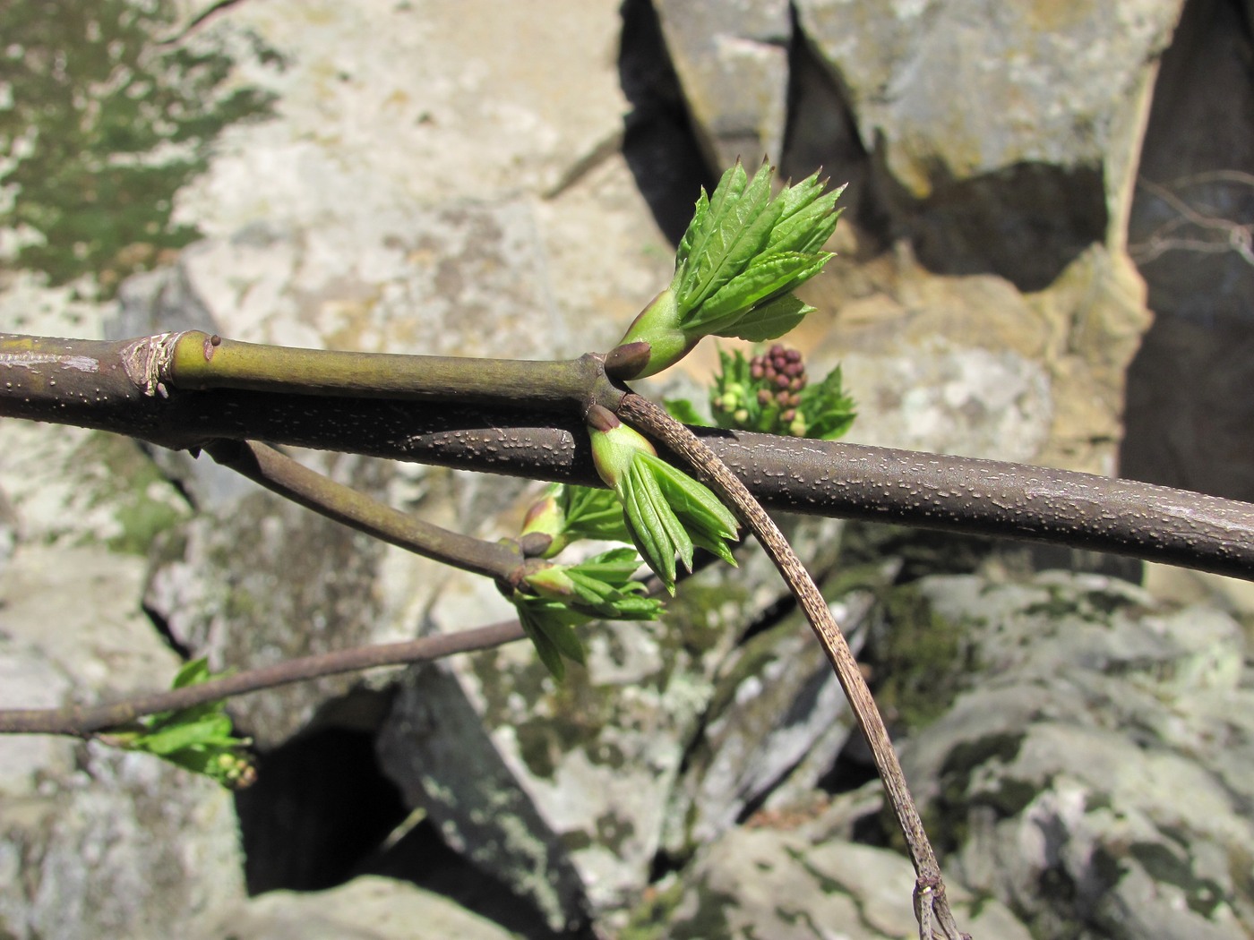 Image of Staphylea pinnata specimen.