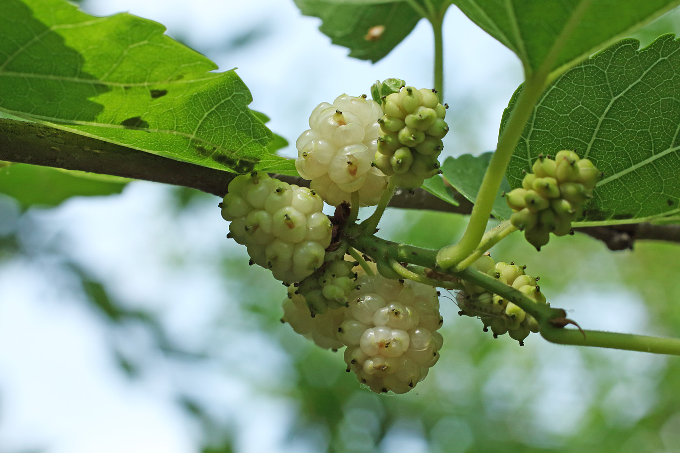 Изображение особи Morus alba.