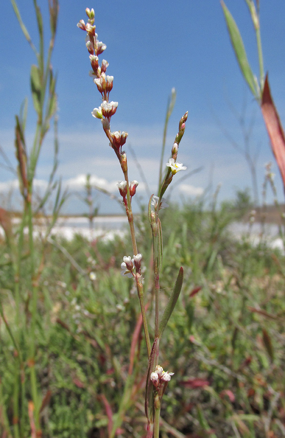 Изображение особи Polygonum pulchellum.