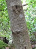 Staphylea pinnata. Часть стволика. Краснодарский край, Абинский р-н, окр. пос. Новый, широколиственный лес на склоне горы. 26.09.2018.