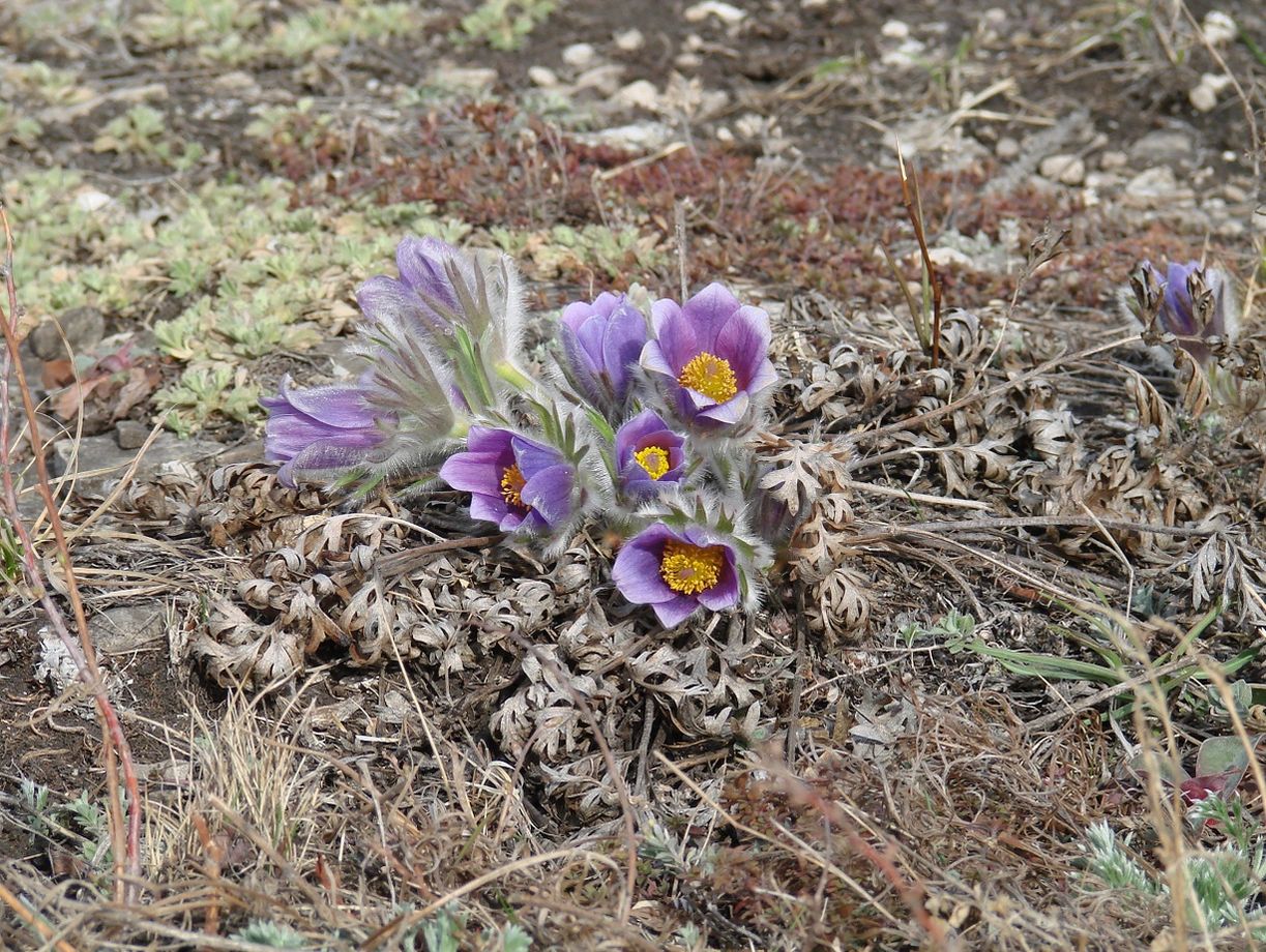 Изображение особи Pulsatilla turczaninovii.