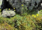 Potentilla nivea