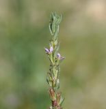 Lythrum hyssopifolia