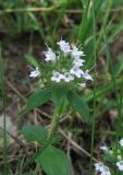 Thymus collinus. Верхушка побега с соцветием (Thymus armeniacus). Дагестан, Магарамкентский р-н, окр. с. Гарах, каменистое дно степной балки. 4 июня 2019 г.