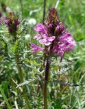 Pedicularis macrochila