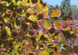 Fagus sylvatica. Ветви вегетирующего растения (сорт 'Purpurea Tricolor'). Польша, г. Рогов, арборетум, в культуре. 29.05.2018.