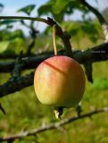 Malus sylvestris. Зрелый плод (диаметр около 2 см). Чувашия, окр. г. Шумерля, пойма р. Сура, Наватские пески. 10 августа 2008 г.