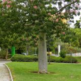 Ceiba speciosa. Цветущее растение. Испания, Андалусия, провинция Малага, г. Бенальмадена, парк La Paloma. Август 2015 г. .