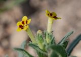 Arnebia decumbens