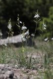 Anthericum liliago. Цветущие растения. Крым, окр. Феодосии, гора Эчкидаг, каменистая осыпь. 13.06.2021.