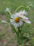 Erigeron annuus