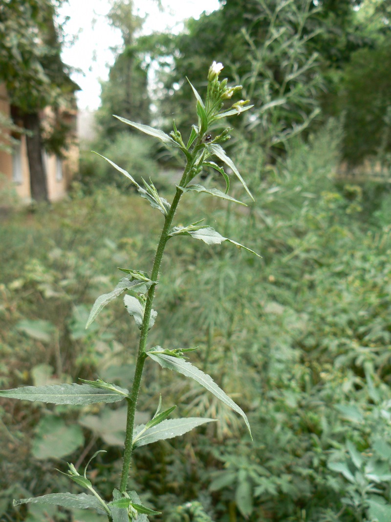 Изображение особи Arabis pendula.