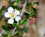 Cotoneaster microphyllus. Цветок и отцветший цветок. Израиль, Иудейские горы, г. Иерусалим, ботанический сад университета. 24.04.2019.