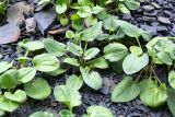 Plantago major